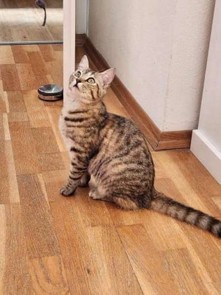 Turcifal & Povoa  Junge Kätzchen