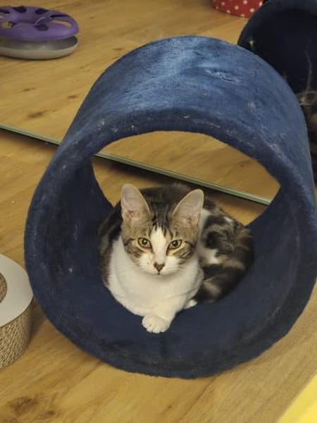 Turcifal & Povoa  Junge Kätzchen