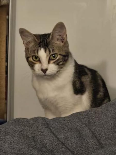 Turcifal & Povoa  Junge Kätzchen