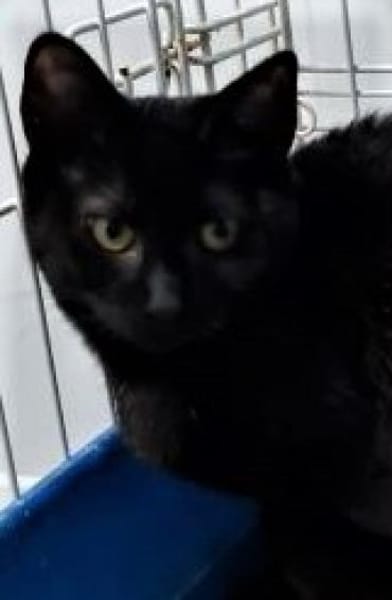 TINA & ATENEA -zwei muntere - MINI-Tiger