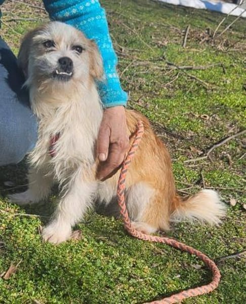 Tilda, aktive Hündin sucht neue Familie