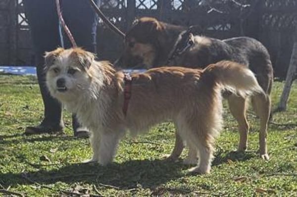 Tilda, aktive Hündin sucht neue Familie