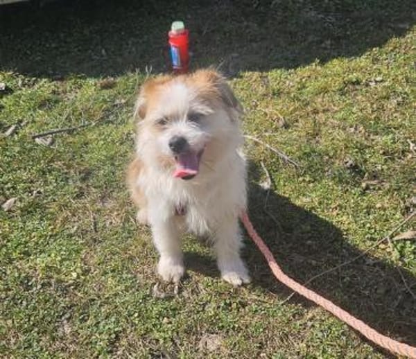 Tilda, aktive Hündin sucht neue Familie