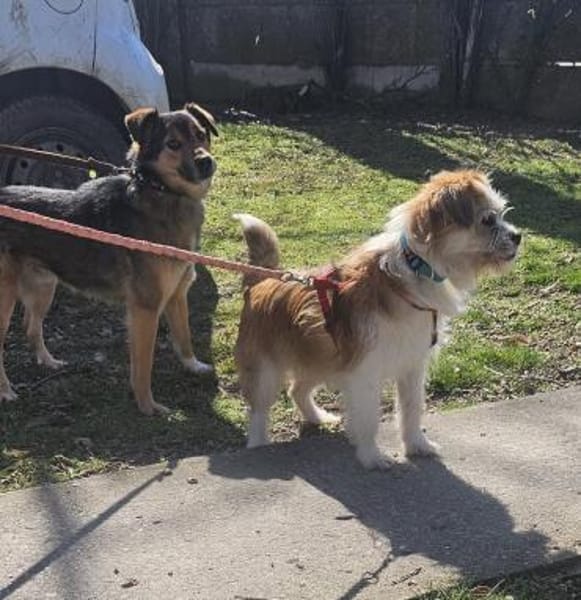 Tilda, aktive Hündin sucht neue Familie