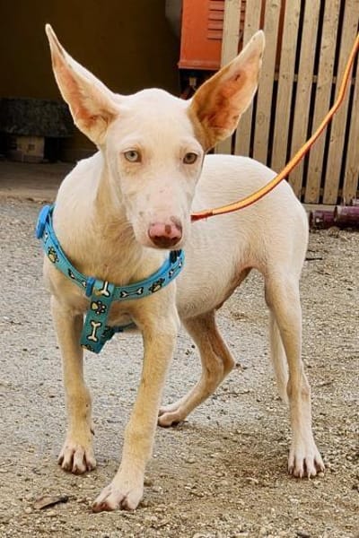 Bombon, neugierig, agil, freundlich