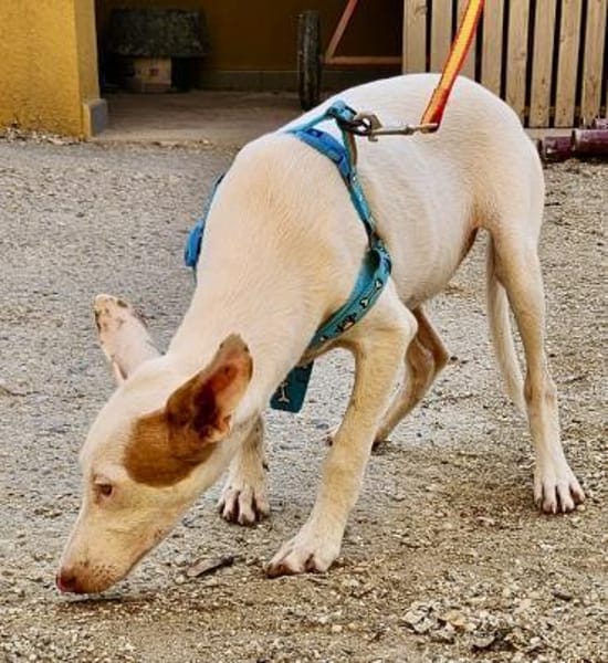 Bombon, neugierig, agil, freundlich