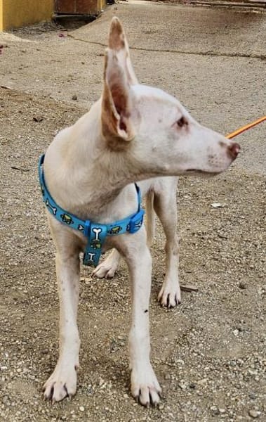 Bombon, neugierig, agil, freundlich