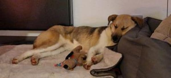 JULINA -Rundum tolles Hundekind-