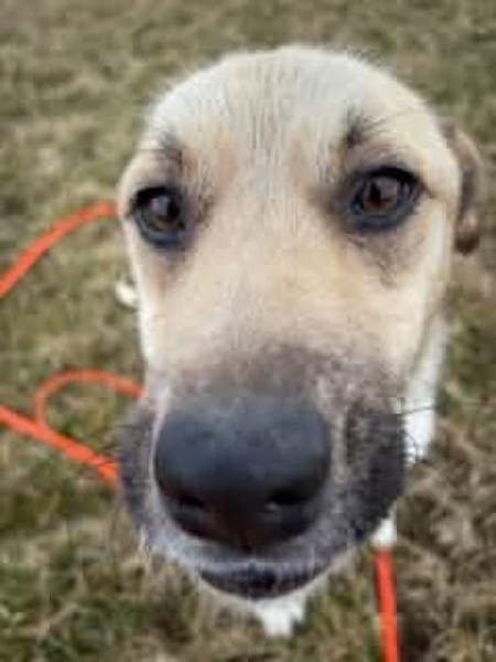 JULINA -Rundum tolles Hundekind-