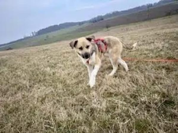 JULINA -Rundum tolles Hundekind-