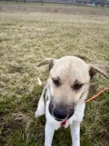 JULINA -Rundum tolles Hundekind-