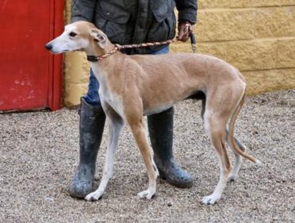 Coin, zutraulich, freundlich, lernwillig