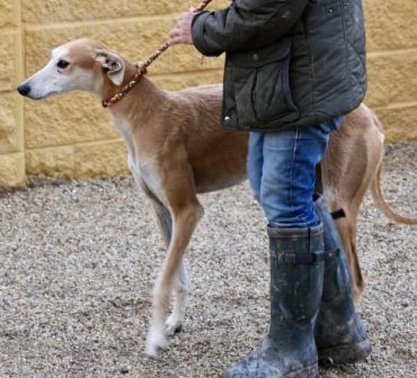 Coin, zutraulich, freundlich, lernwillig