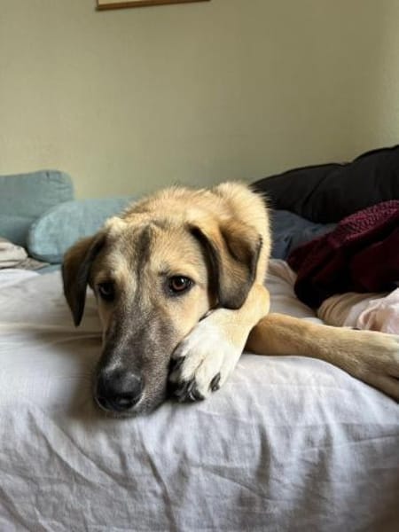 Miles - toller & junger Rüde auf PS