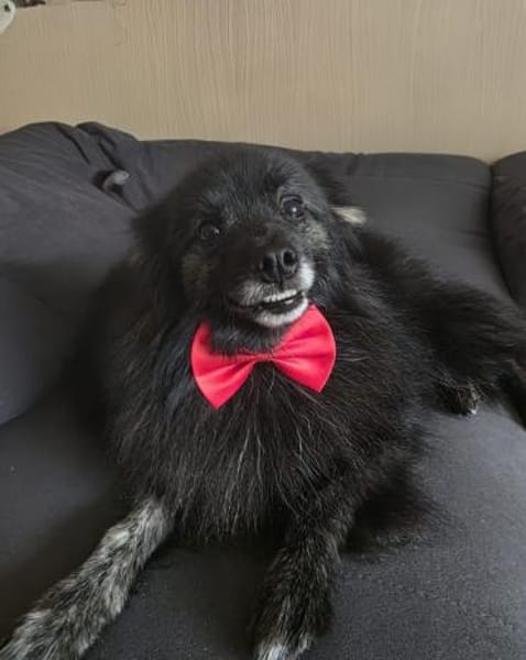 Pacoherzlicher Rüde für ruhige Menschen