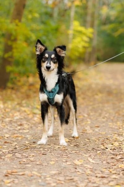 Vermittlungshilfe Bublik; Waldershof