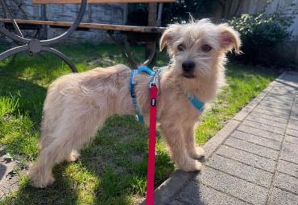 ABBY-niedliche,zutrauliche Jung-Hündin