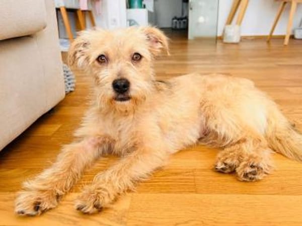 ABBY-niedliche,zutrauliche Jung-Hündin