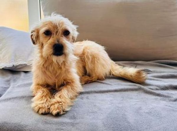 ABBY-niedliche,zutrauliche Jung-Hündin