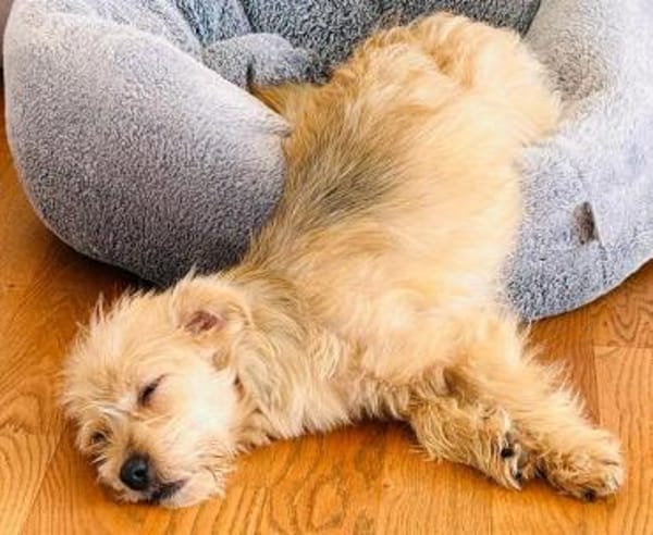 ABBY-niedliche,zutrauliche Jung-Hündin