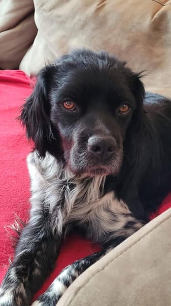 Brook  feiner Beobachter mit großem Her