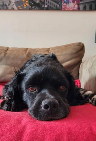 Brook  feiner Beobachter mit großem Her