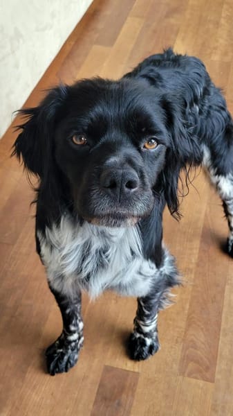 Brook  feiner Beobachter mit großem Her