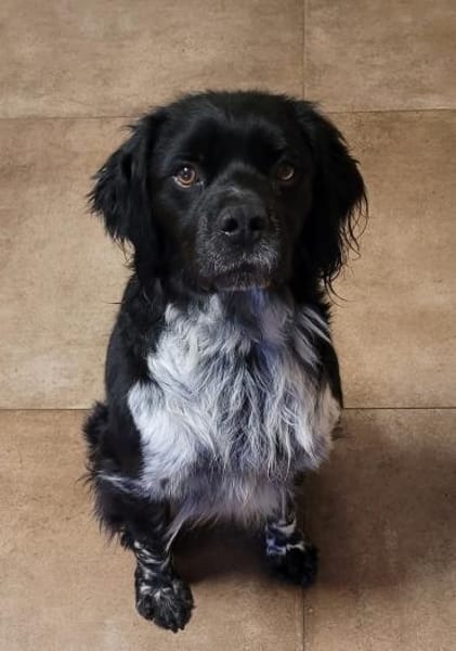 Brook  feiner Beobachter mit großem Her