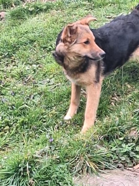 Max sucht ein schönes Zuhause