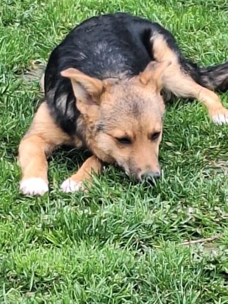 Max sucht ein schönes Zuhause