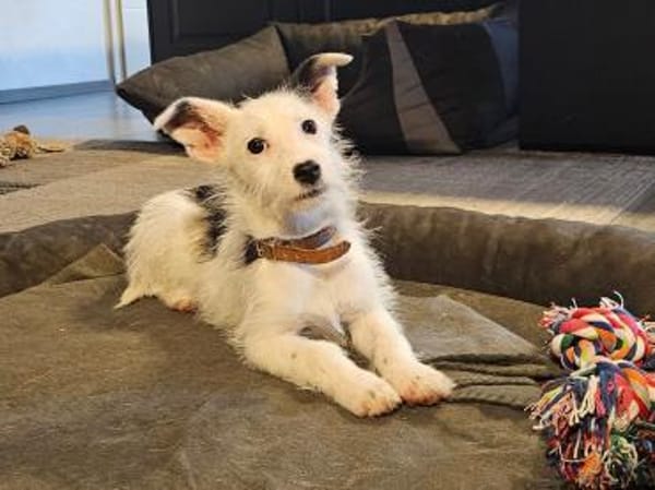 Oskar süßer kleiner Kerl