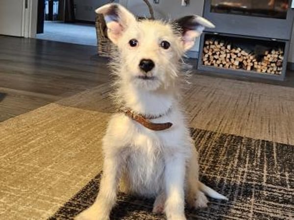 Oskar süßer kleiner Kerl