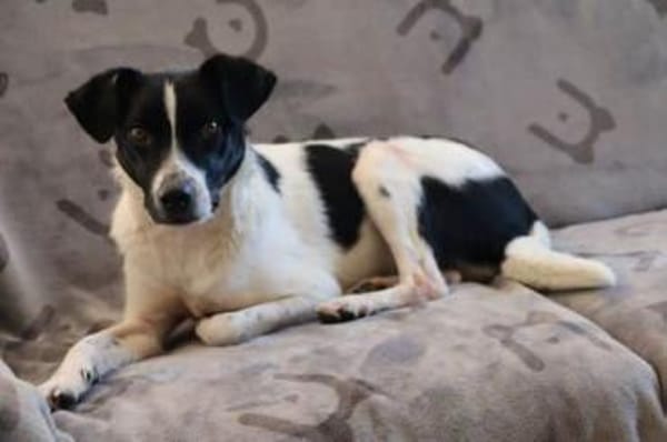 BINO -Kuschelbär sucht Herzenszuhause-