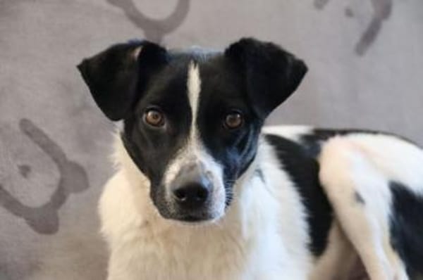 BINO -Kuschelbär sucht Herzenszuhause-