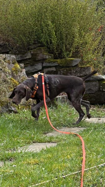 Donna - eine ganz besondere Hündin