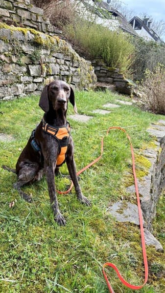 Donna - eine ganz besondere Hündin