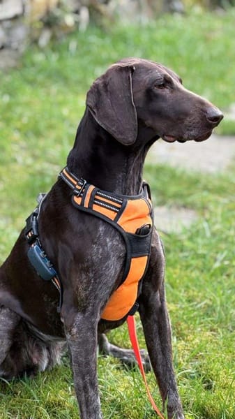 Donna - eine ganz besondere Hündin