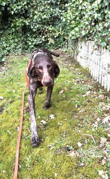 Donna - eine ganz besondere Hündin