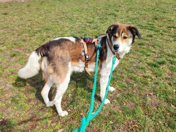 Hazel sucht eine neue Familie