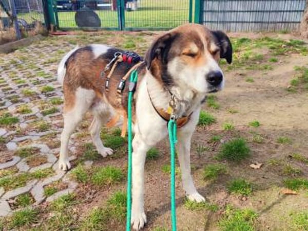 Hazel sucht eine neue Familie