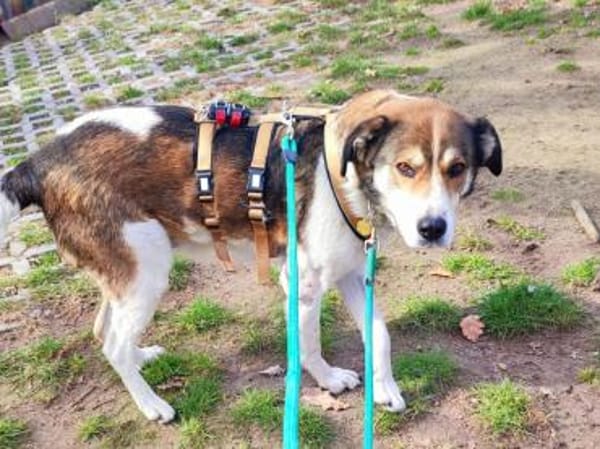 Hazel sucht eine neue Familie