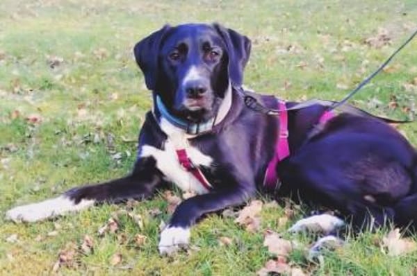 Alias - wartet in 44309 Dortmund