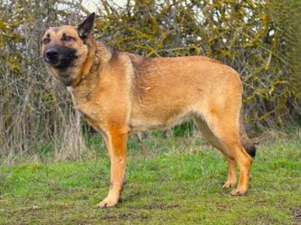 Schmusemaus sucht ihr Für-immer-Zuhause