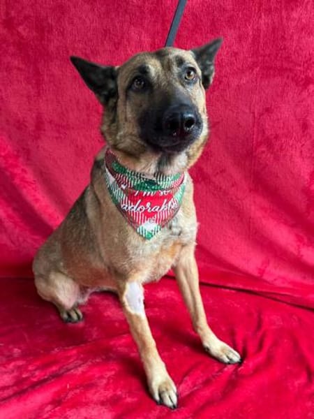 Schmusemaus sucht ihr Für-immer-Zuhause