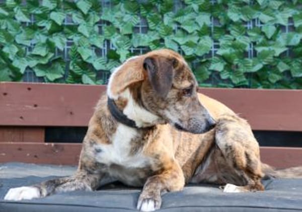 Lustiger Clown sucht seine Menschen