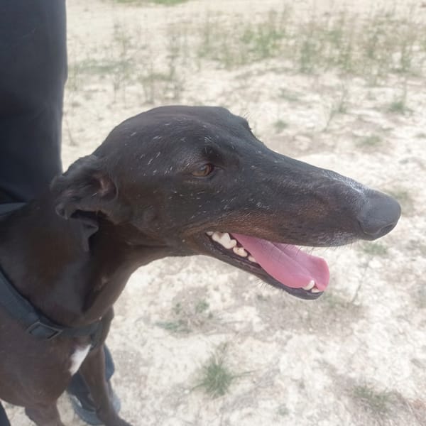 RASMIA, galga affectueuse  sans aucune peur