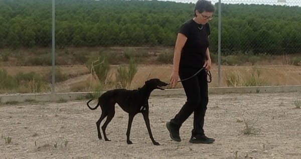 RASMIA, galga affectueuse  sans aucune peur