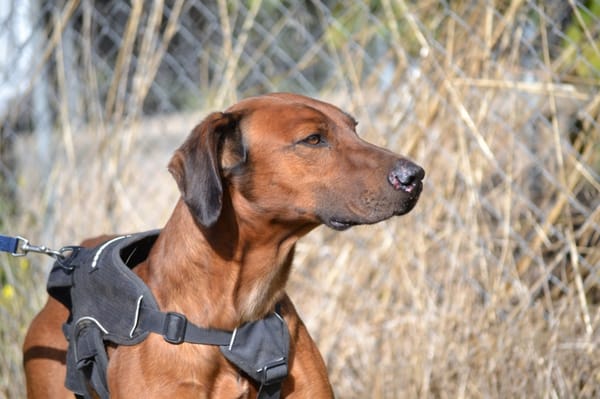 TINO, le compagnon de vie idéal !