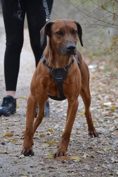 TINO, le compagnon de vie idéal !