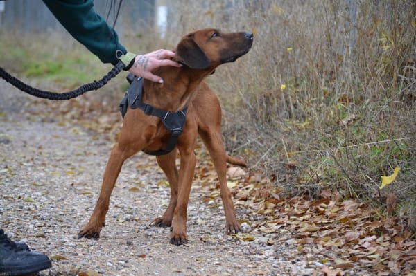 TINO, le compagnon de vie idéal !